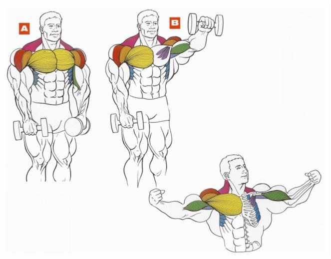 Упражнения на грудь с гантелями и без: эффективные тренировки на массу и силу, лучшие базовые занятия для развития мускулатуры рук