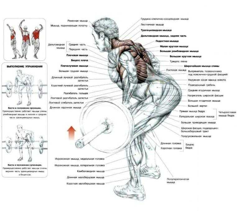 Приседания и становая тяга: о мышцах и их работе | lastmanstanding