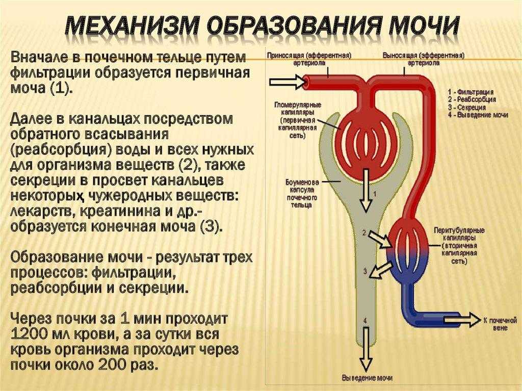 Первичный этап фильтрации крови