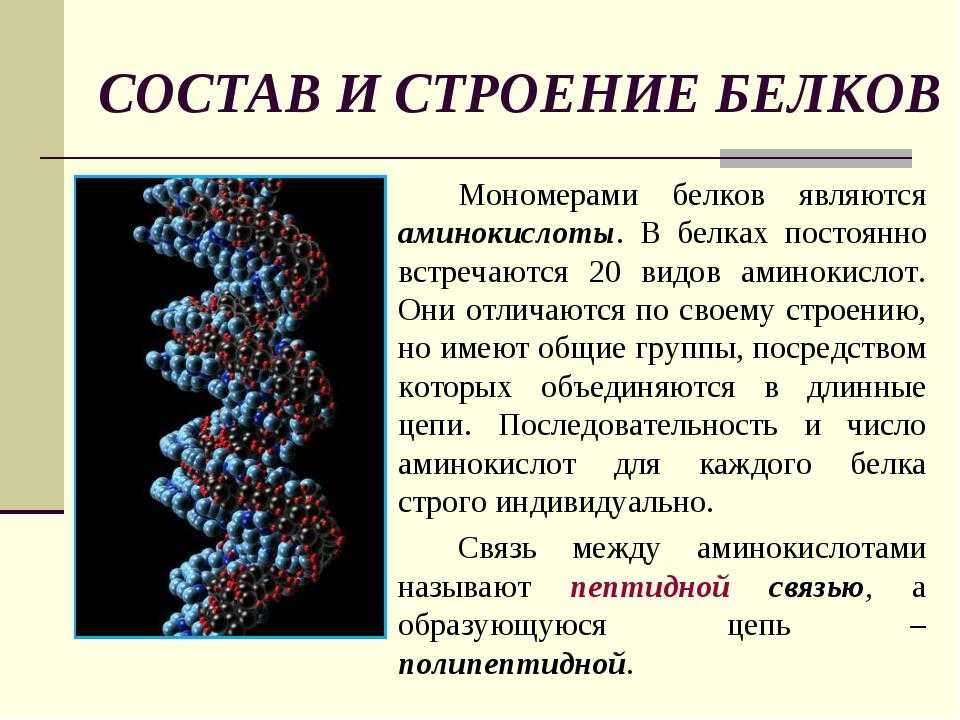 Биополимеры крови. Белок строение. Строение белков. Белки строение структура. Структура и функции белков.