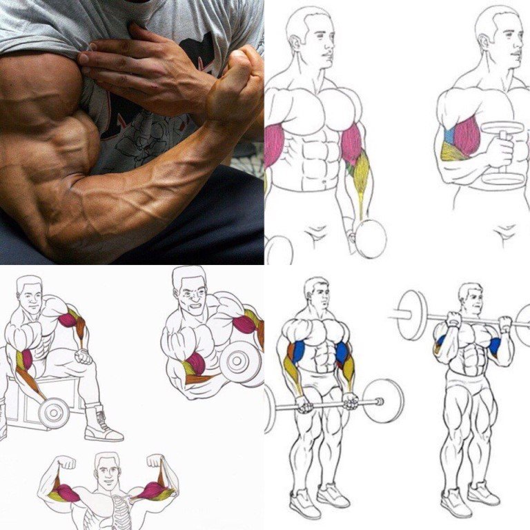 Программа тренировок с гантелями - 11 упражнений для мышц рук, ног и грудных