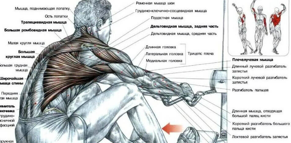 25 эффективных упражнений для мышц спины