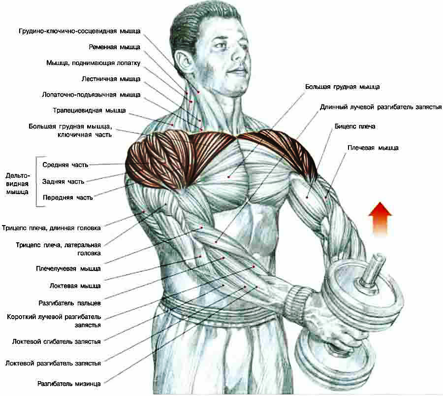 Упражнения на грудные мышцы в домашних условиях: особенности и программы тренировок