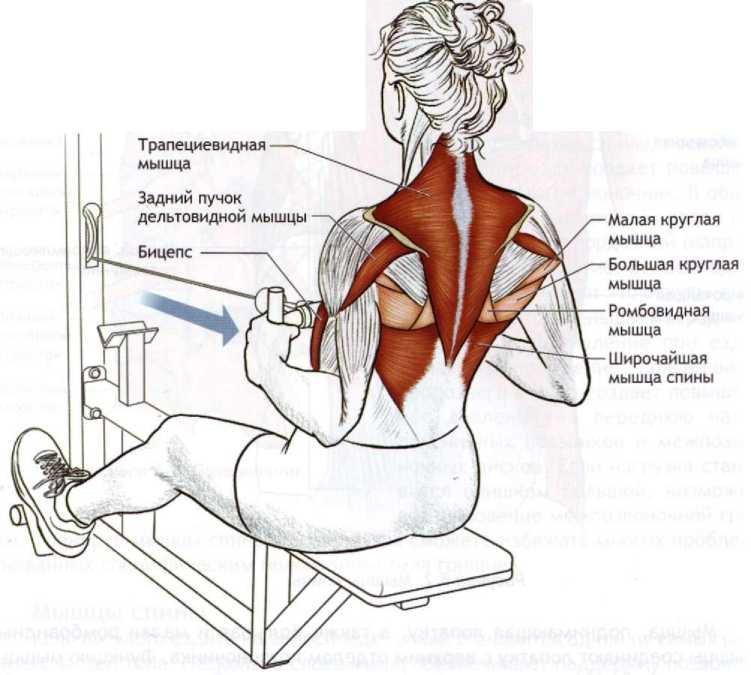 Тяга верхнего и нижнего блоков для роста мышц спины - широкий и узкий хват, подробное описание техники, фото и видео упражнений
