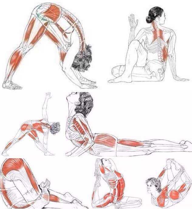 Упражнения Для Спины Картинки Для Женщин