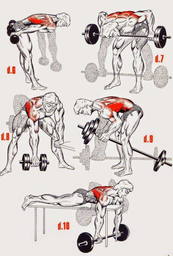 Готовые разминка и заминка (растяжка) для тренировки на спину и бицепс: 20 упражнений