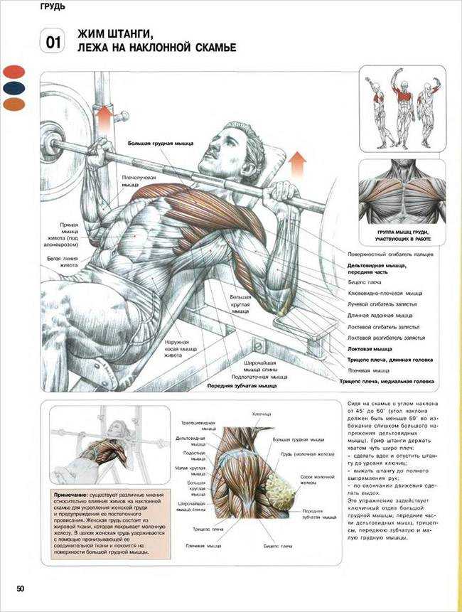 Растяжка плечевого сустава: упражнения для увеличения эластичности и повышения амплитуды движений, профилактика застойных заболеваний, разработка капсулы | статья от врача