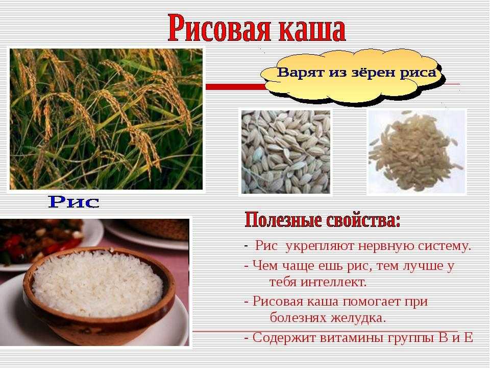 Полезные свойства круп. Чем полезен рис. Рис полезные свойства. Чем полезен рис для детей. Презентация на тему рис.