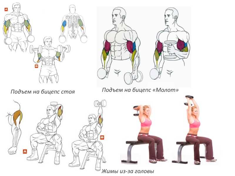 Программа тренировок с гантелями - 11 упражнений для мышц рук, ног и грудных