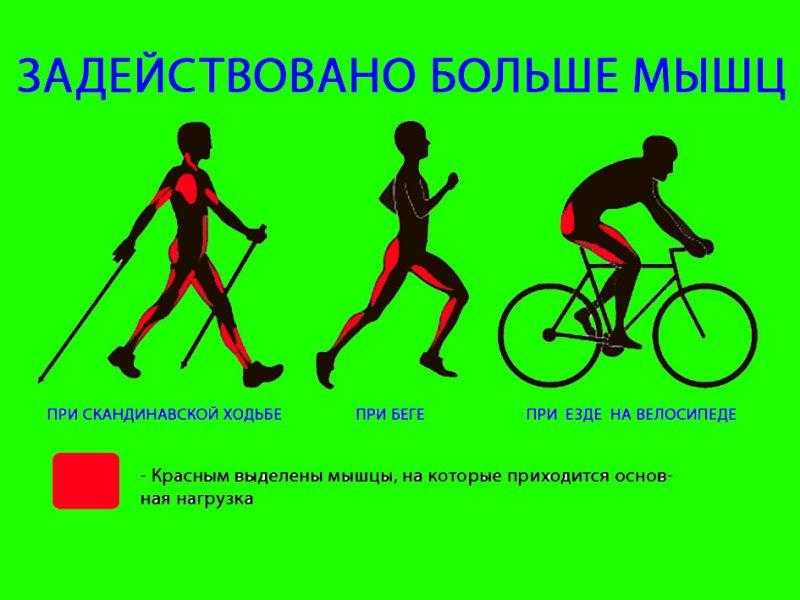 Какие мышцы качаются при беге. Мышцы задействованные при езде на велосипеде. Какие мышцы работают при беге. Какие мышцы работают при б. Группы мышц при езде на велосипеде задействованные.