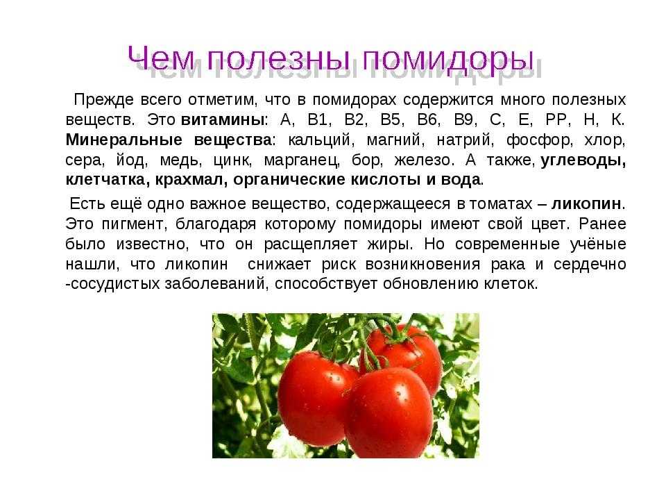 Чем полезны помидоры? польза и вред