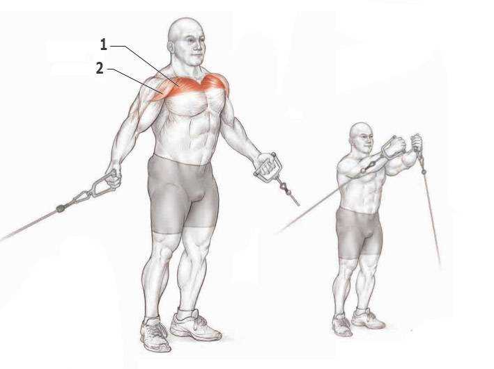 Грудные мышцы — как правильно качать? базовые упражнения на грудь