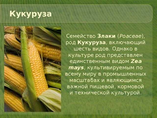Насколько богат состав злаковых культур? можно ли здоровью нанести вред злаками?