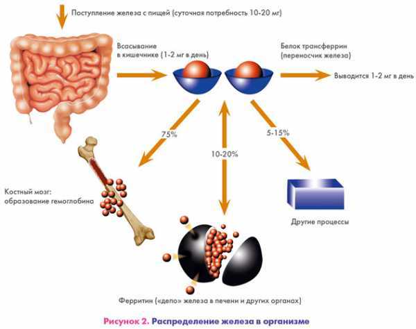 Железодефицитная анемия. причины, симптомы, диагностика и лечение патологии