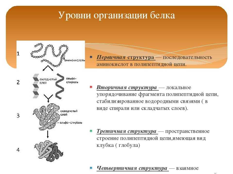 Состав белков биология