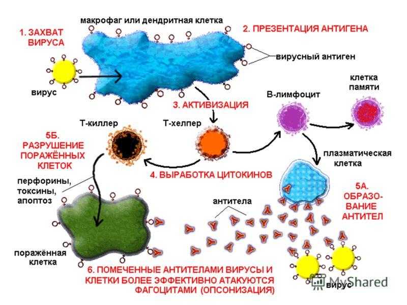Иммунные клетки макрофаги