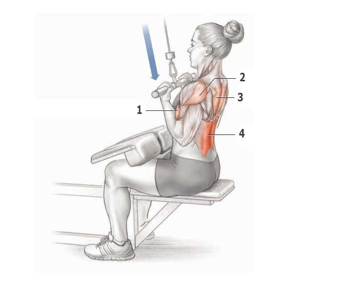 Прокачиваем мышцы спины: руководство для начинающих как сделать спину широкой и рельефной
