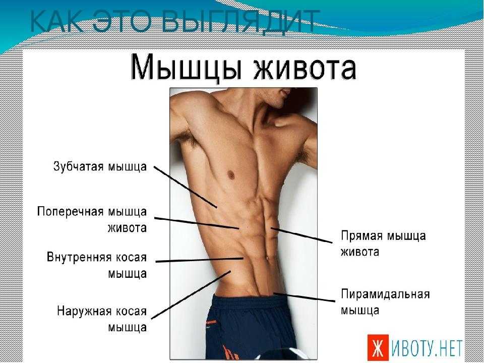 Прямые мышцы живота у мужчин. Прямая и поперечная мышцы живота. Мышцы живота у мужчин. Пирамидальная мышца живота. Пресс живота строение.