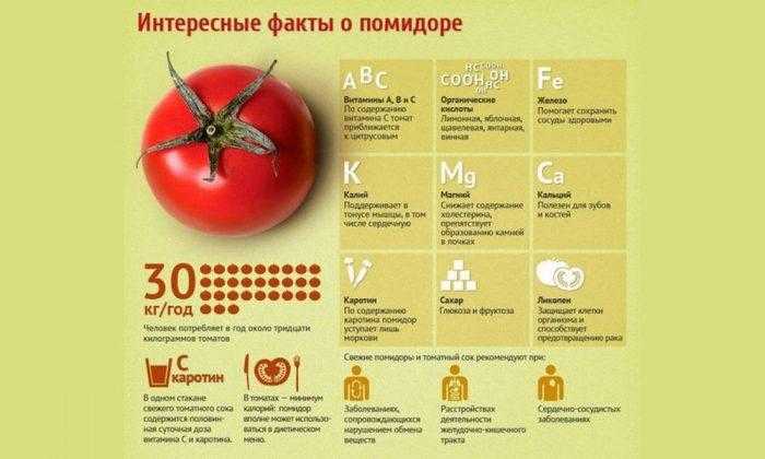 Польза и вред помидор для организма: полезны свойства, химический состав и влияние на организм человека (100 фото)