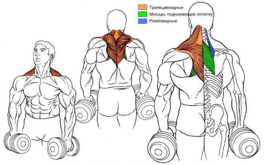 Упражнения для развития мышц рук и плеч в домашних условиях, комплекс упражнений от журнала на портал