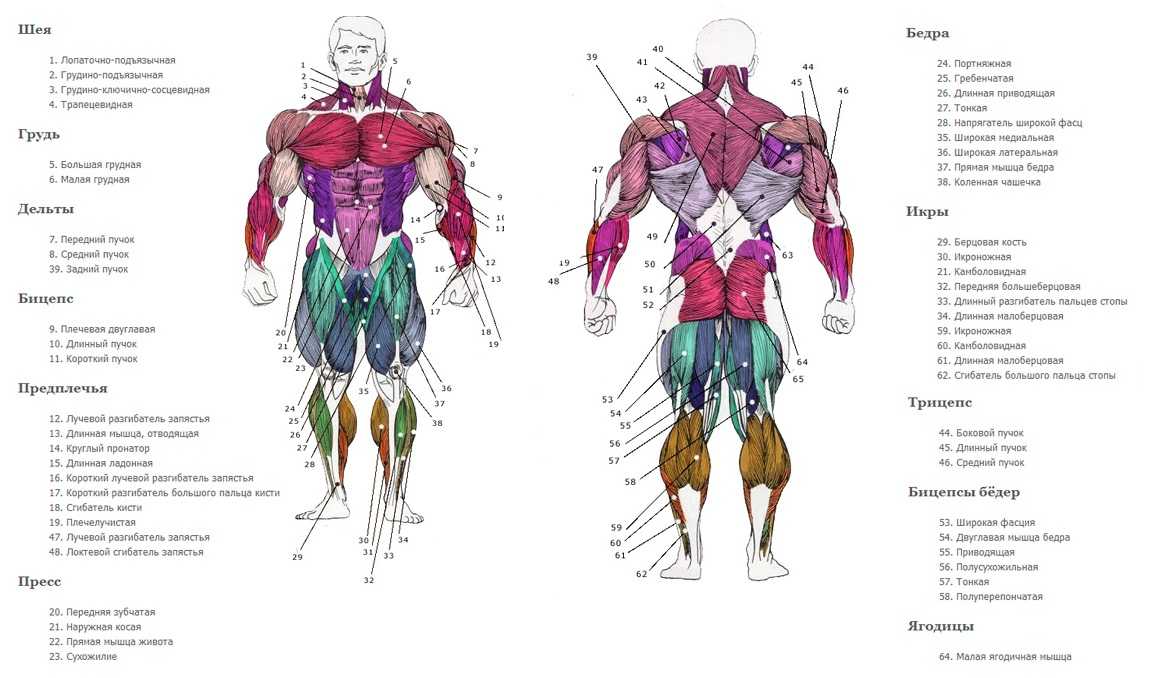 Одна группа мышц один раз в неделю. Анатомия мышц человека бодибилдинг. Анатомия мышц при упражнениях. Схема упражнений для мышц. Анатомия мышц человека бодибилдинг с упражнениями.