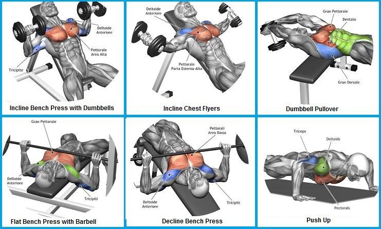 Отжимания на брусьях: какие мышцы работают, техника выполнения, виды на трицепс и грудные, схема тренировок