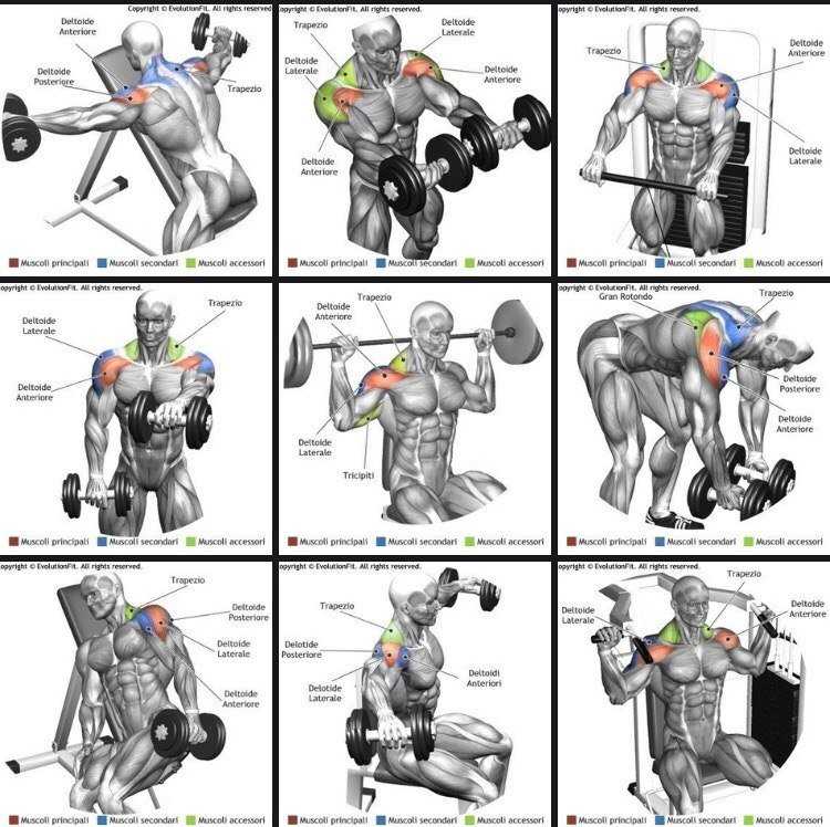 Базовые упражнения на плечи, эффективная программа тренировок для дельт