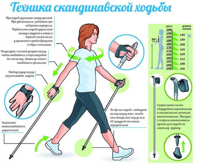 Похудение с помощью скандинавской ходьбы - техника, польза и сколько калорий сжигается за час