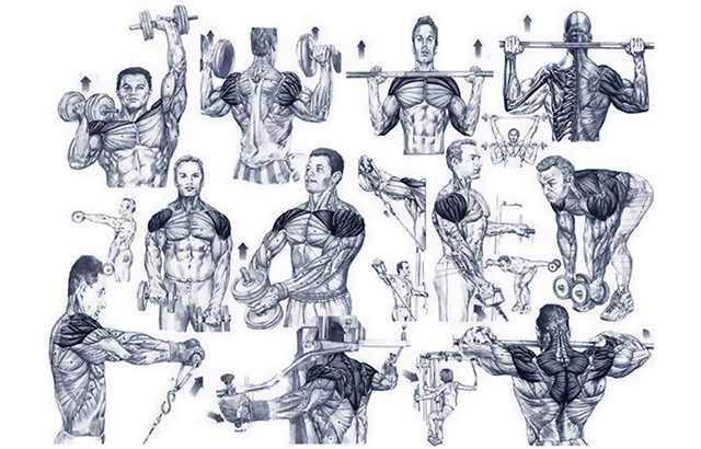 Тренировка плеч: как составить+примеры тренировок
