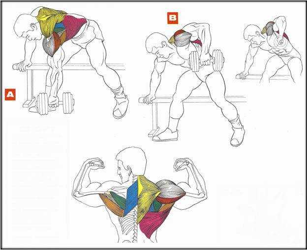 Как укрепить мышцы спины в домашних условиях