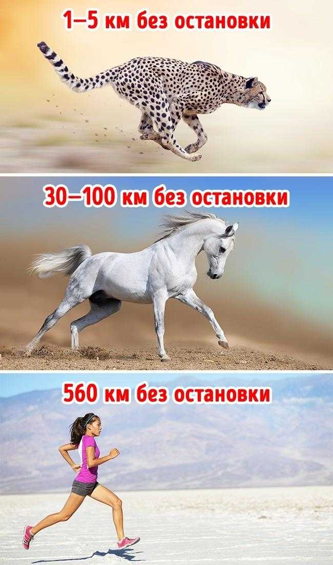 Скорость бега человека – средняя, максимальная и рекордная