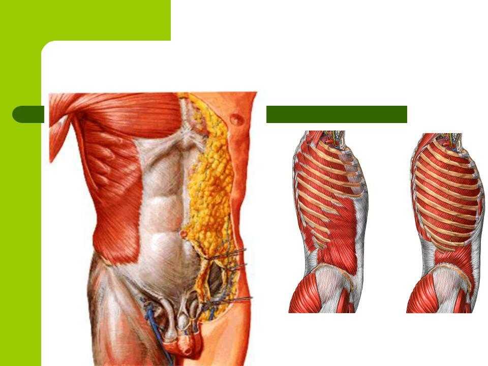 Толстая брюшная стенка. Переднебоковая стенка живота мышцы. Мышцы брюшной стенки послойно. Мышцы переднебоковой брюшной стенки. Мышцы брюшной стенки анатомия.