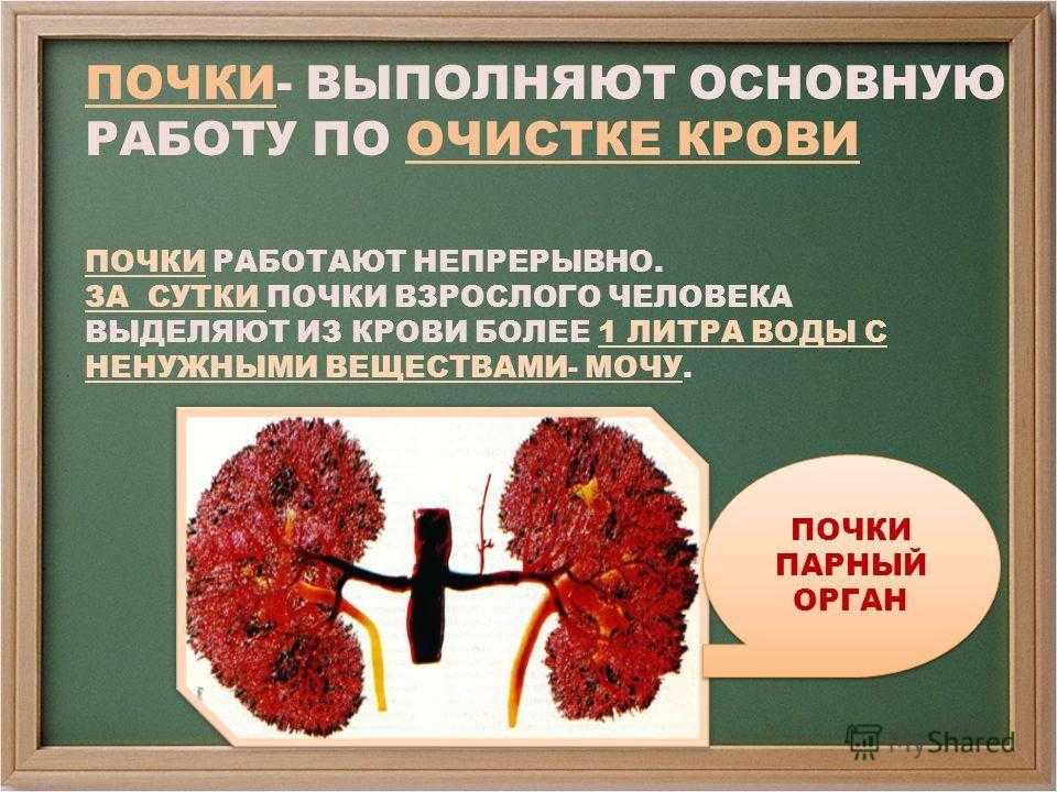 Почему в в почках кровь. Какой орган очищает кровь. Какой орган отвечает за очистку крови. Почки в организме человека презентация.