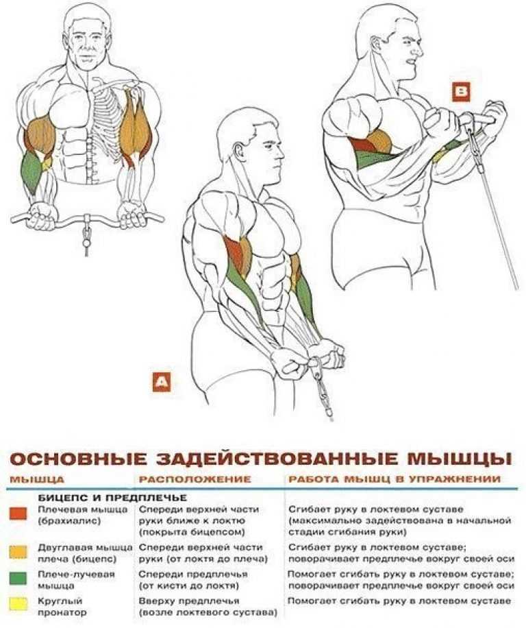 Топ упражнений на бицепс с гантелями и штангой (гифки)